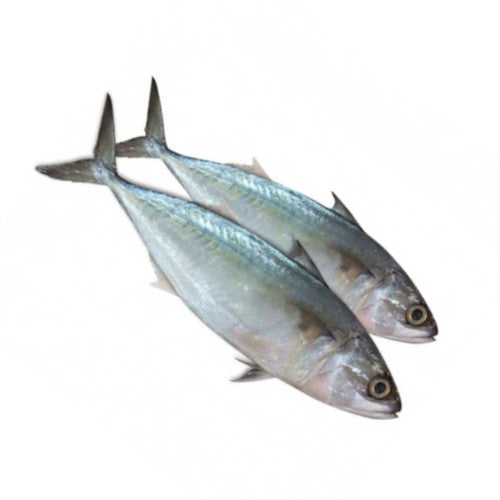 Indian Mackerel Whole 1kg