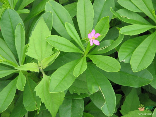 Water Leaves