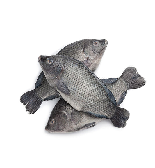 Tilapia Fish